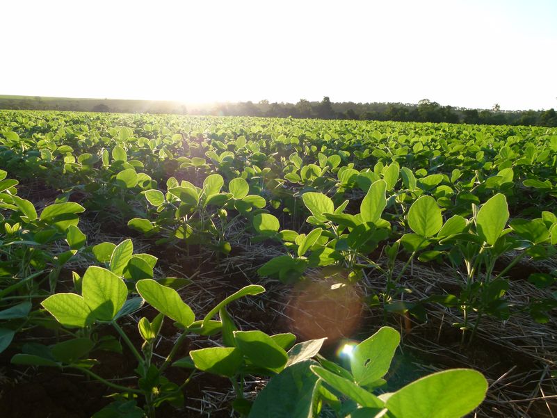 La Mesa de Nutrición Biológica y su aporte al “Siempre vivo, siempre verde"